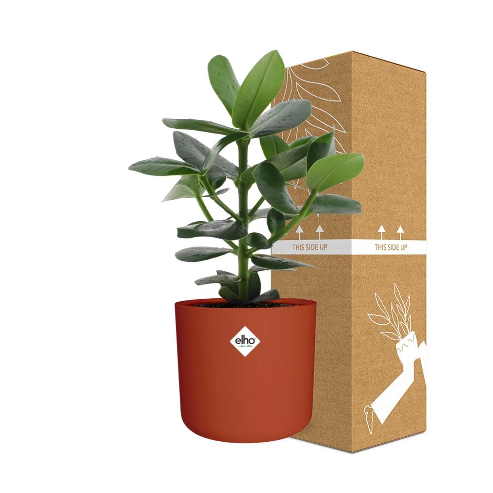 Clusia Princess im ELHO b.for soft rond 14cm brique