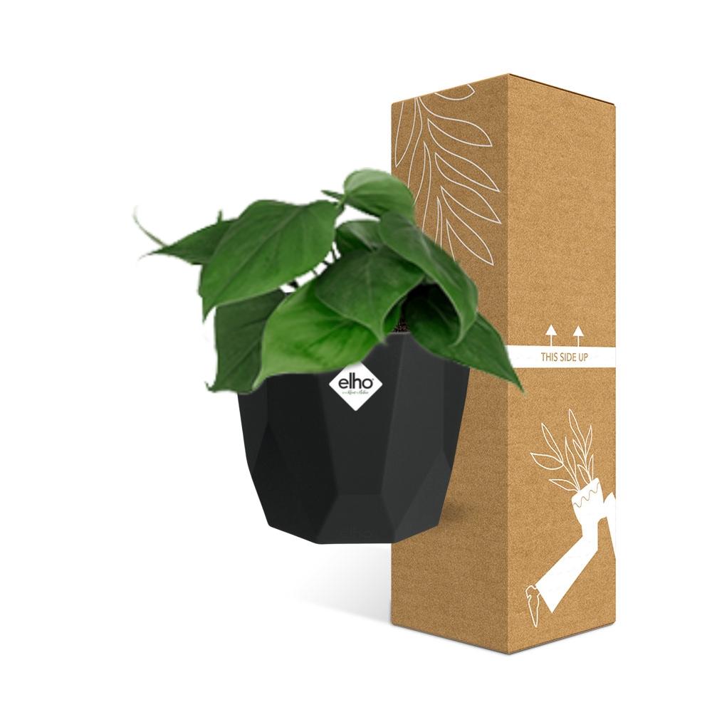 Philodendron Scandens – Pflegeleichte, grüne Zimmerpflanze 14cm Topf