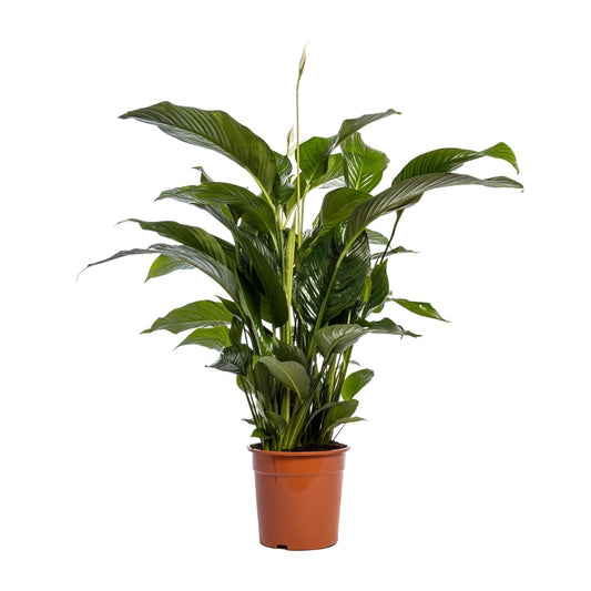 Spathiphyllum Bellini – Elegante Friedenslilie Ø24cm, 100cm hoch