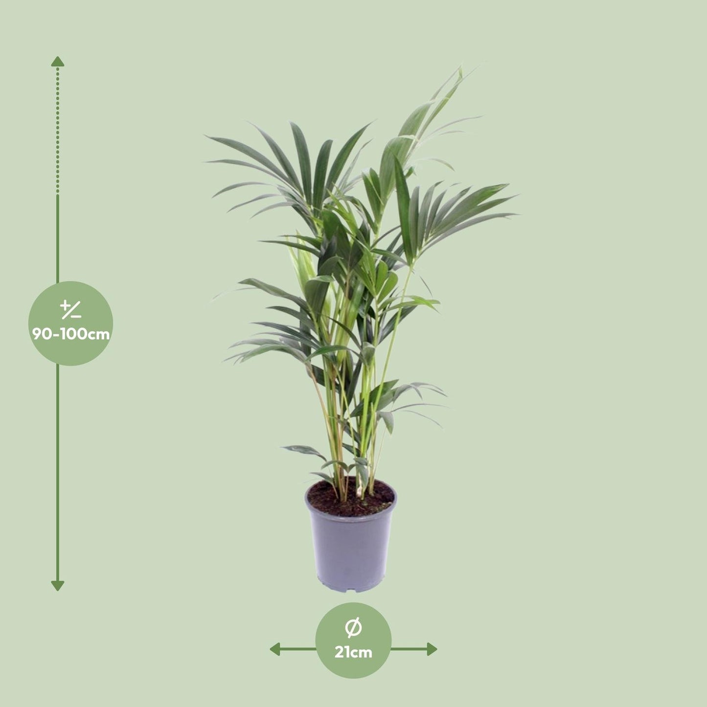 Howea Forsteriana (Kentia-Palme) – Ø21cm, Höhe 100cm