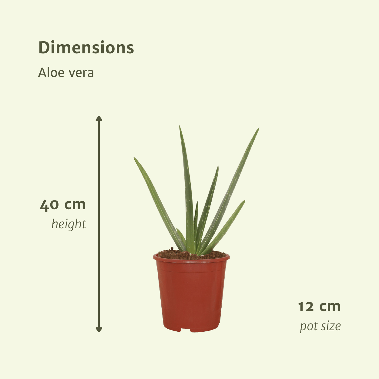 2x Aloe Vera Sukkulente – Pflegeleicht & Stylisch, 40 cm