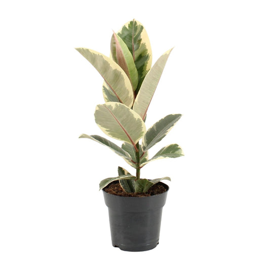 Ficus Elastica Tineke – Pflegeleichte Zimmerpflanze Ø17cm