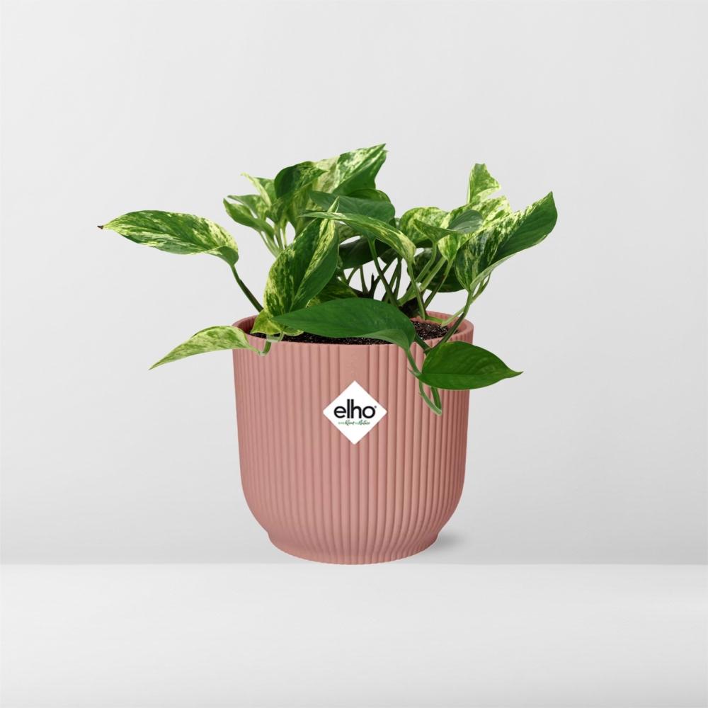 Scindapsus Marble Queen in ELHO Vibes Fold 14cm roze