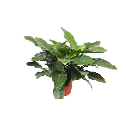 Philodendron Imperial Green – Elegante, pflegeleichte Zimmerpflanze Ø34cm
