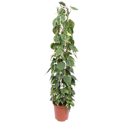 Philodendron Scandens Brasil – 160 cm, ø27 cm, pflegeleicht