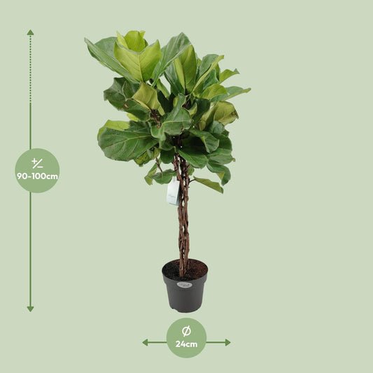Ficus Lyrata Geflechtstamm – Ø24cm, Höhe 100cm