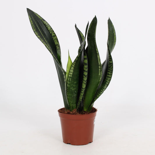 Sansevieria Whitney – Pflegeleichte Schwiegermutterzunge Ø12cm