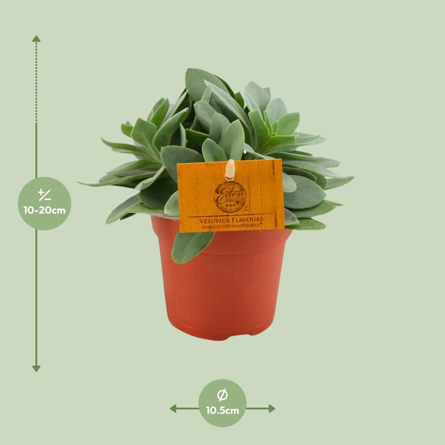 Senecio Cephalophorus – Pflegeleichte Sukkulente Ø10,5cm