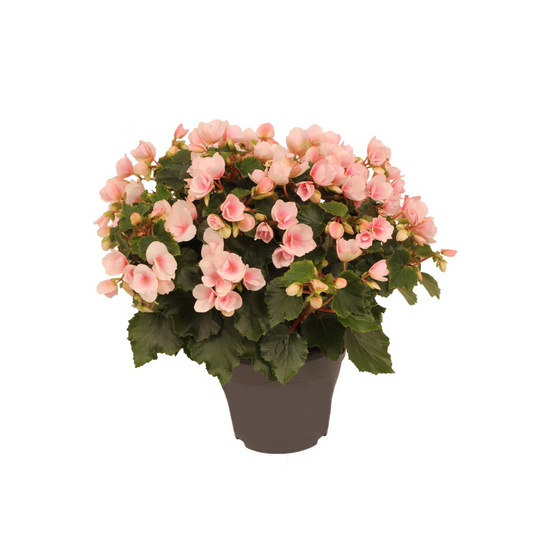 Begonie Betulia Light Ø19cm – Pflegeleicht & Dekorativ