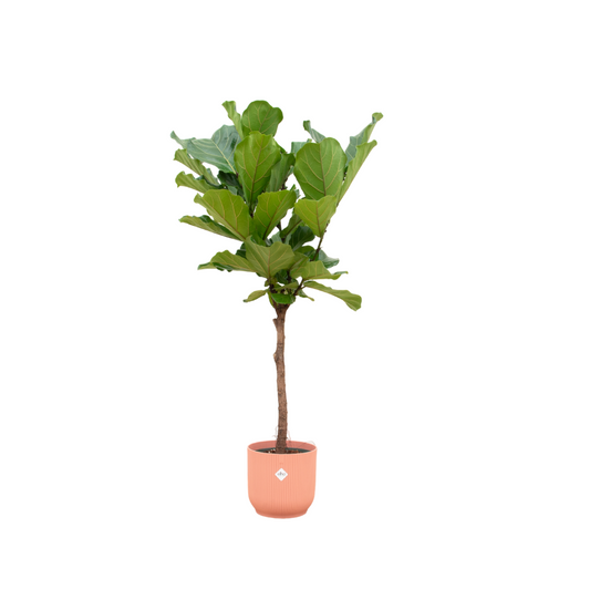 Ficus Lyrata mit elho Vibes Fold Round Topf rosa – 150 cm