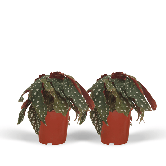 2x Begonia Maculata - Blattbegonie - 20cm - Ø12cm