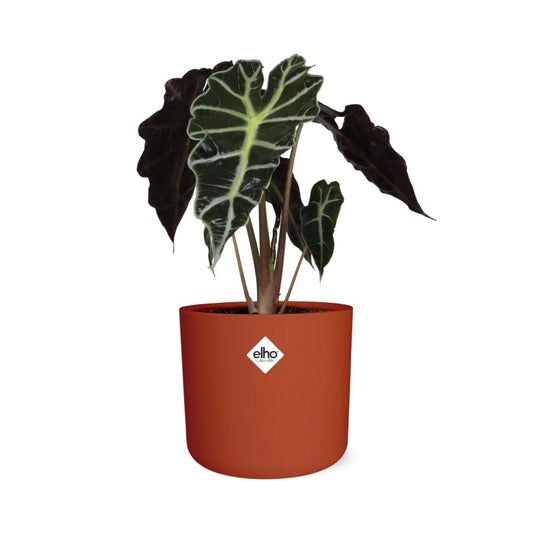 Alocasia ‘Polly’ – Tropische Eleganz im 14cm ELHO Topf