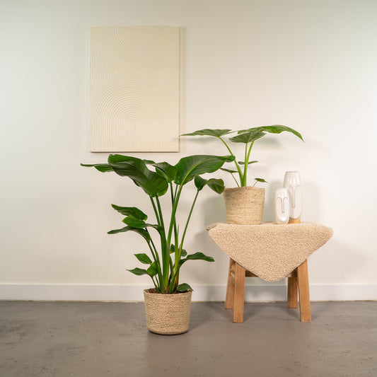 Strelitzia Nicolai & Alocasia Macrorrhiza im Korb Ø19cm