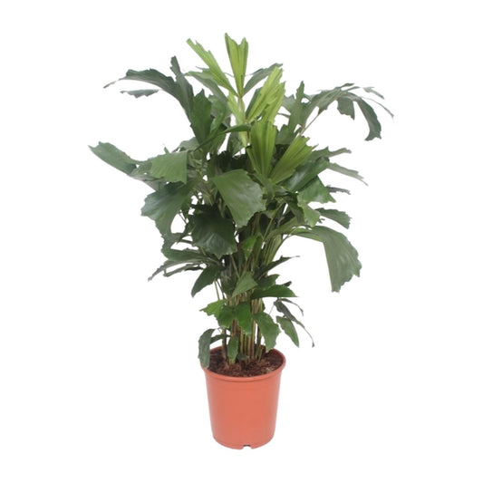 Caryota mitis – Fischschwanzpalme Ø24cm, 110cm hoch