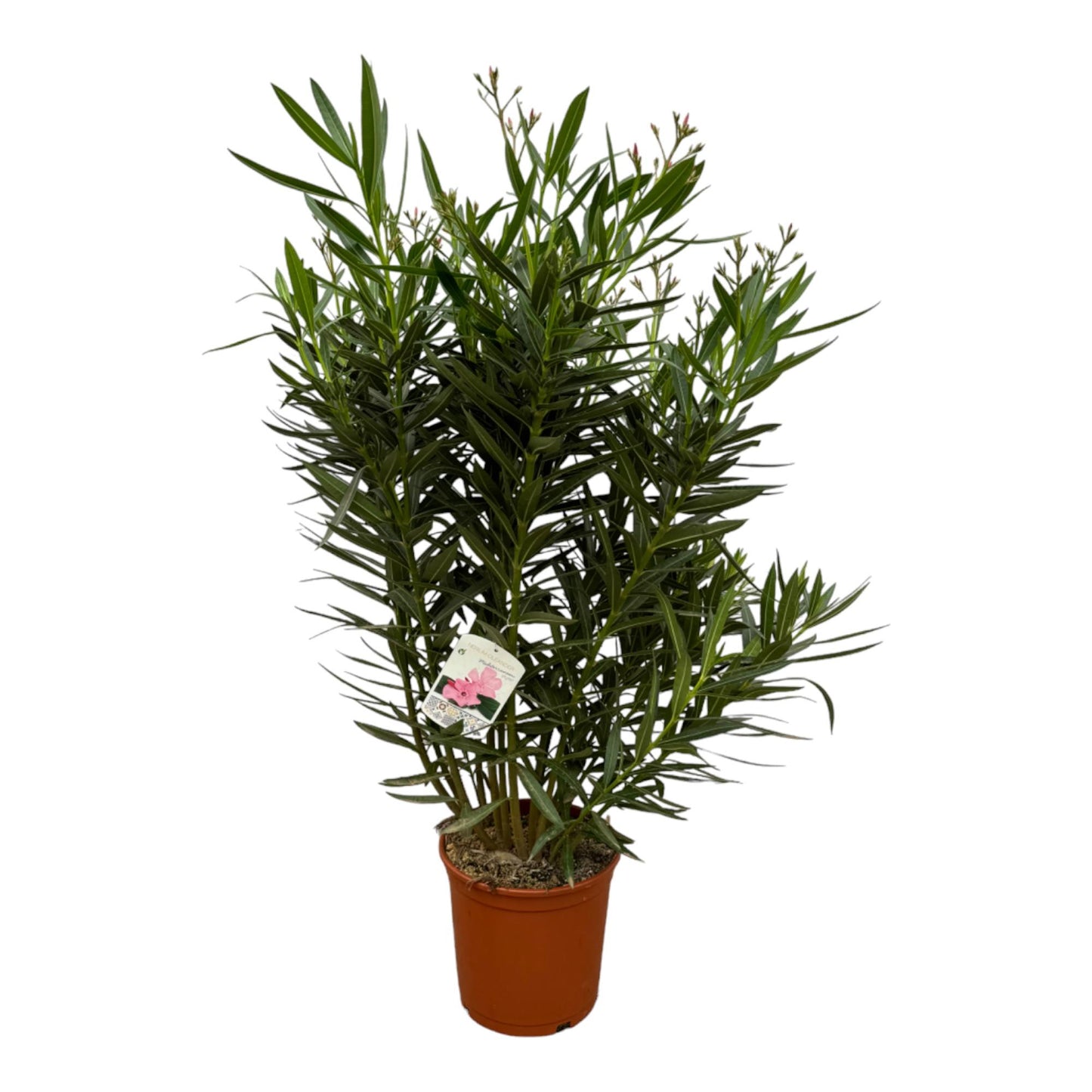 Nerium Oleander Strauch mit weißen Blüten – 160 cm