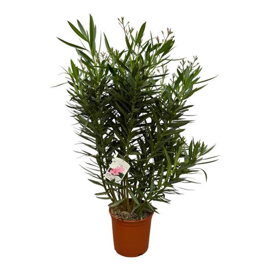 Nerium Oleander Strauch mit weißen Blüten – 160 cm