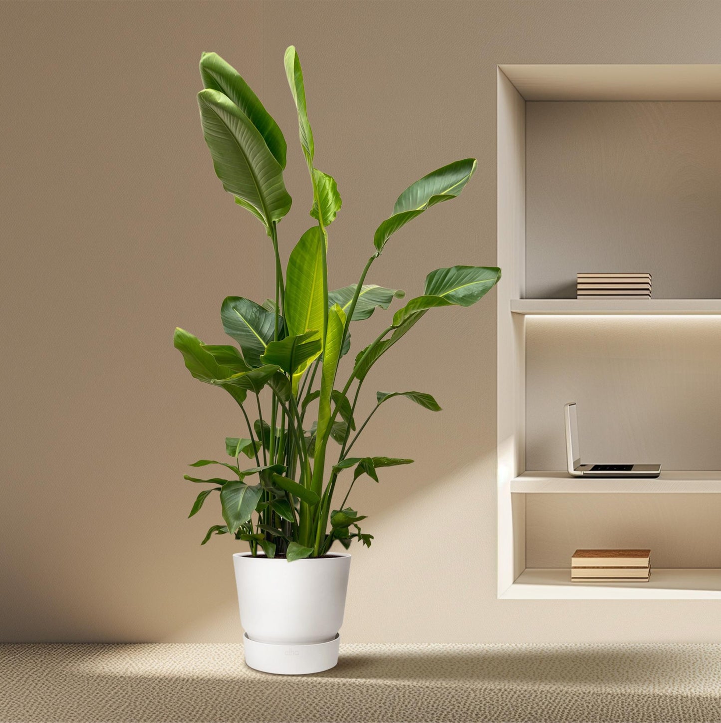 Strelitzia Nicolai de luxe XXL – Weiße Paradiesvogelpalme 250cm