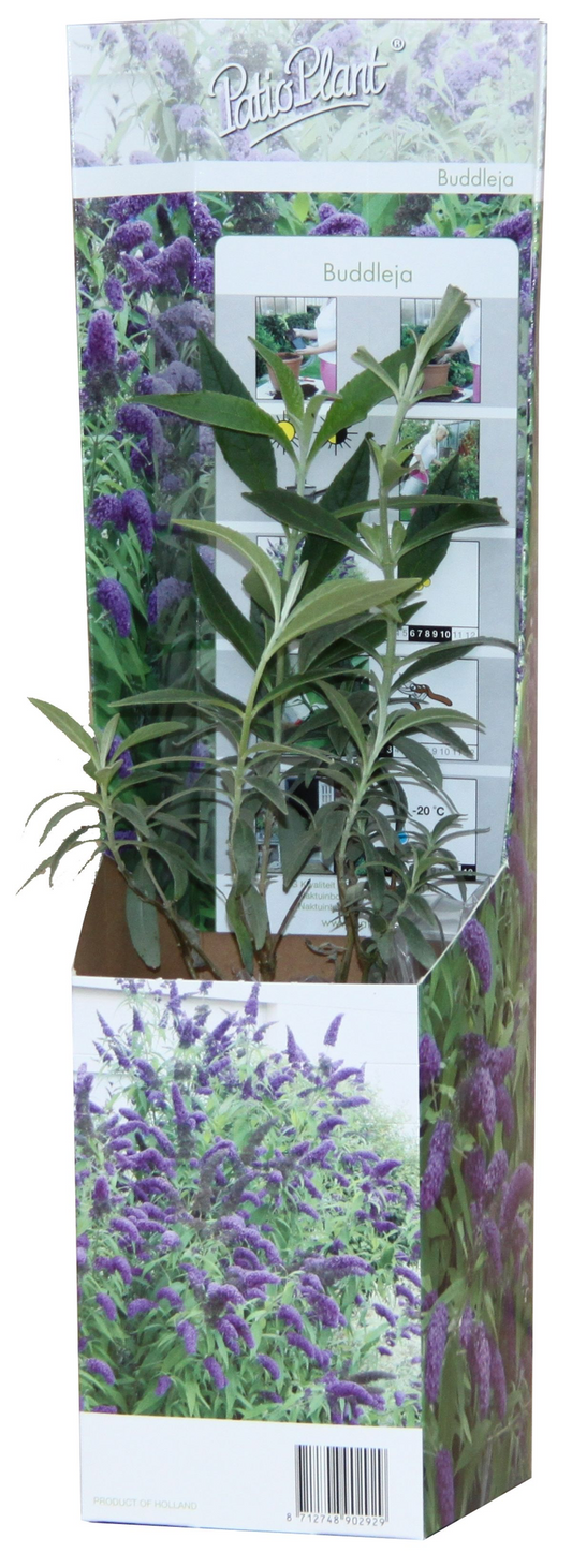 20x Buddleja Davidii Mix – Bunter Vlinderstruik