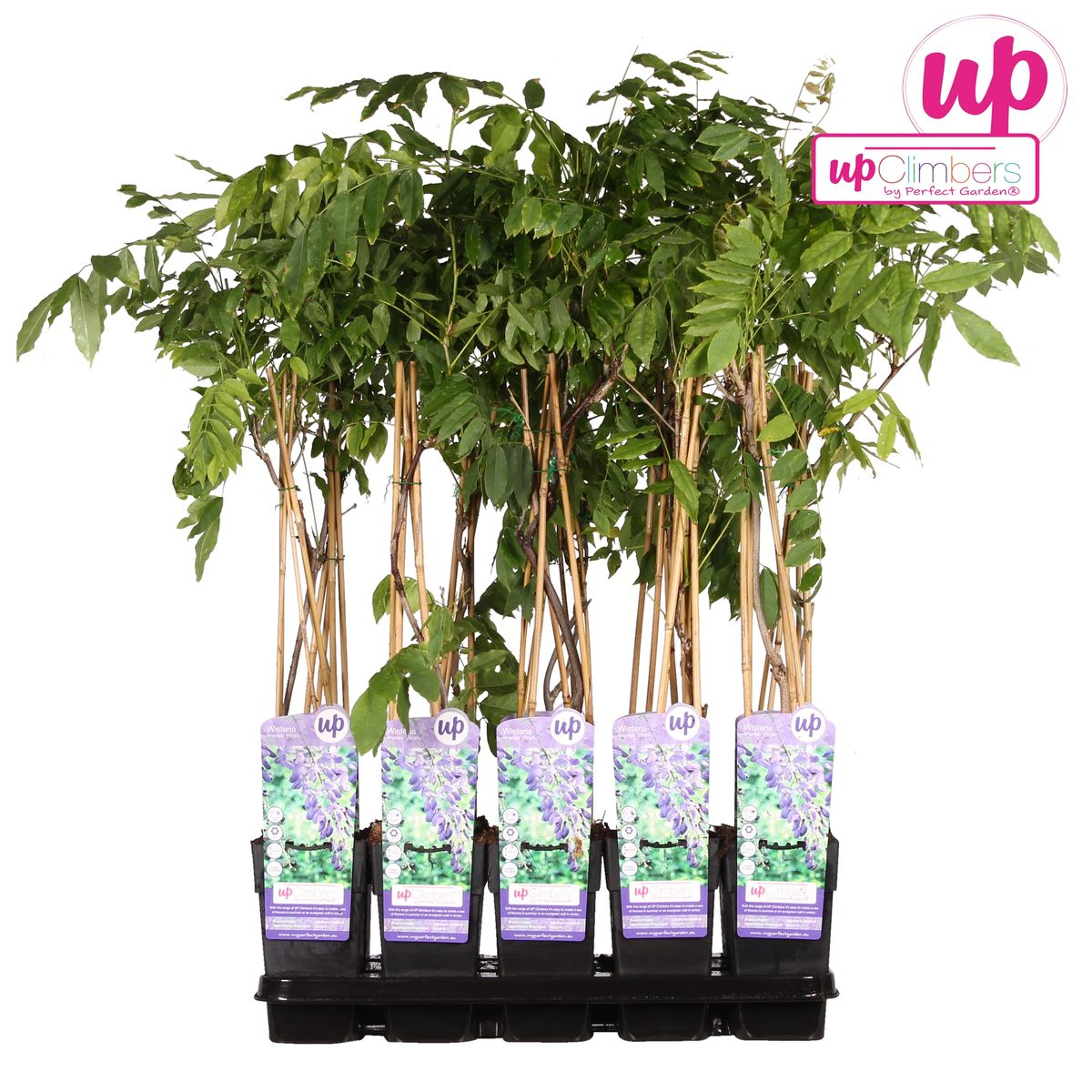 Wisteria sinensis 'Prolific' – Blauregen Kletterpflanze Ø15cm