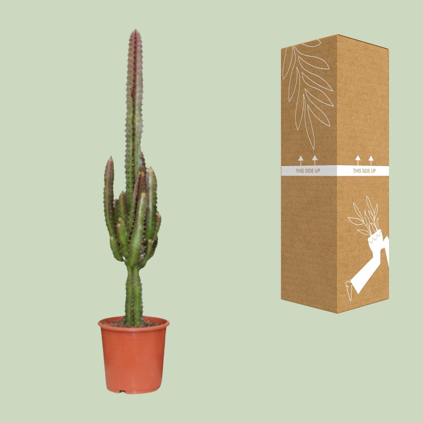 Euphorbia Trigona Rubra – Exotische, pflegeleichte Zimmerpflanze Ø17cm