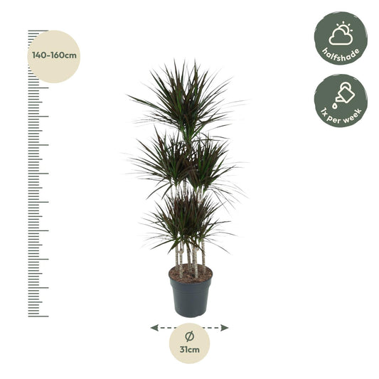 Dracaena Magenta Carrousel – Pflegeleichte XXL-Zimmerpflanze 150cm