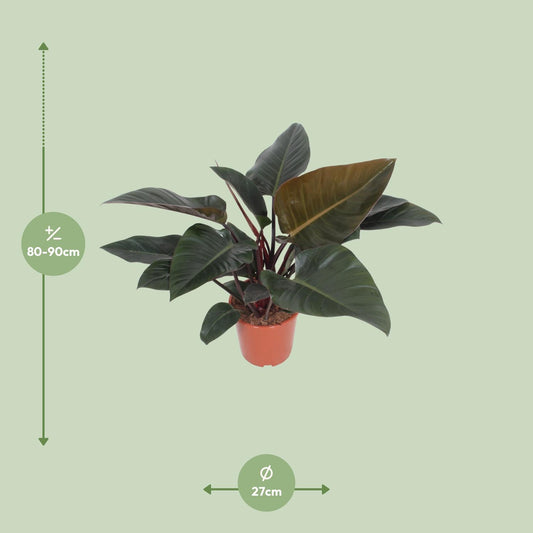 Philodendron Congo Red – Pflegeleichte XXL-Zimmerpflanze Ø27cm