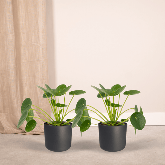 2x Pilea Peperomiodes – Pfannkuchenpflanze, 20 cm, Ø 12 cm