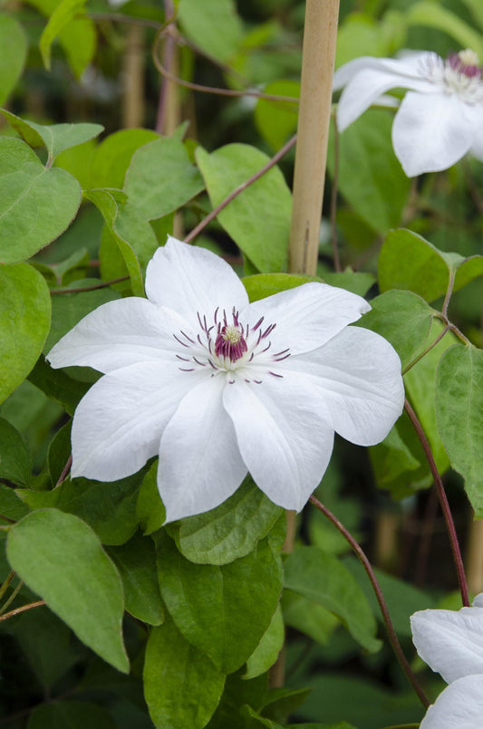 Clematis Miss Bateman – Weiß blühender Kletterer Ø15cm
