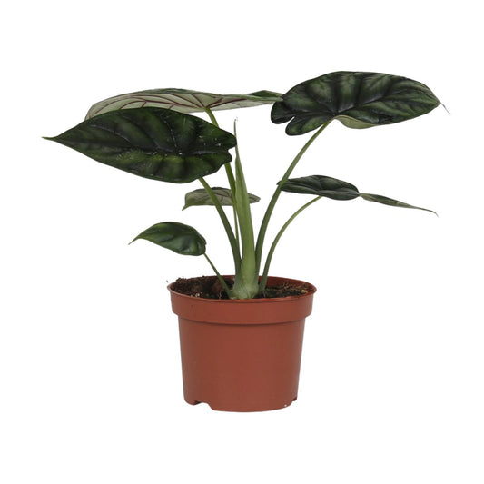 Alocasia Dragon Scale – Pflegleichte XXL-Blattpflanze Ø17cm