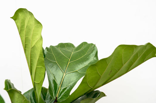 Ficus Lyrata vertakt XL – Geigenfeige 200 cm