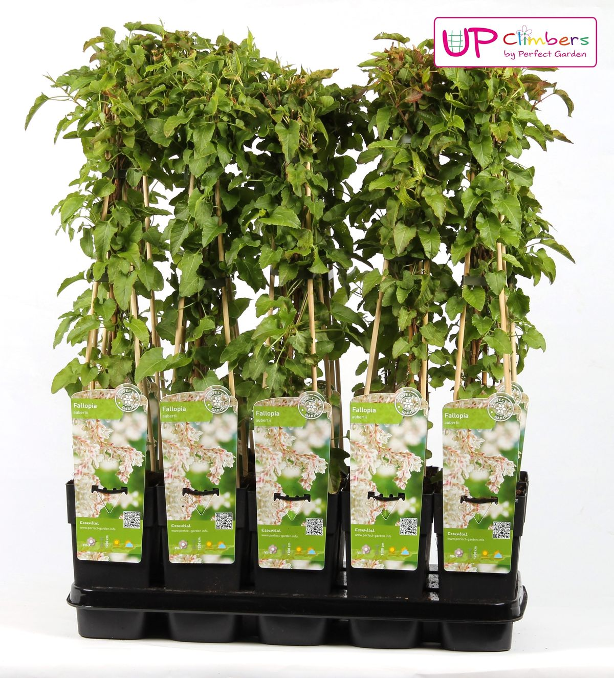 Fallopia baldschuanica – Brautschleier Kletterpflanze Ø15cm, ca. 65cm hoch