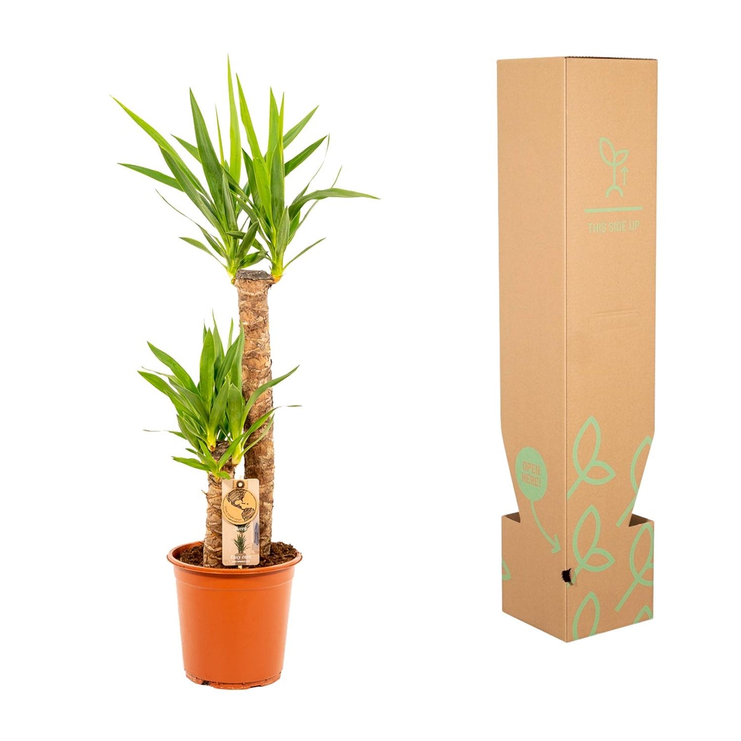 Yucca - Ø21cm Topf - ca. 100cm Höhe