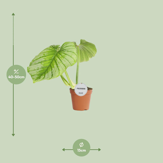 Philodendron Mamei – Pflegeleichte Zimmerpflanze Ø15cm