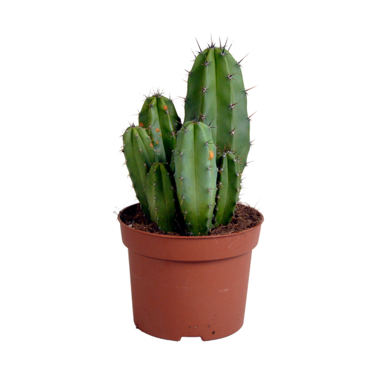 Polaskia Chula Säulenkaktus 12 cm – Pflegeleicht & Robust