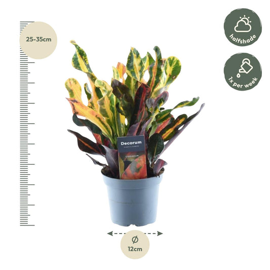 Codiaeum variegatum 'Mammi' – farbenfrohe Zimmerpflanze 30 cm