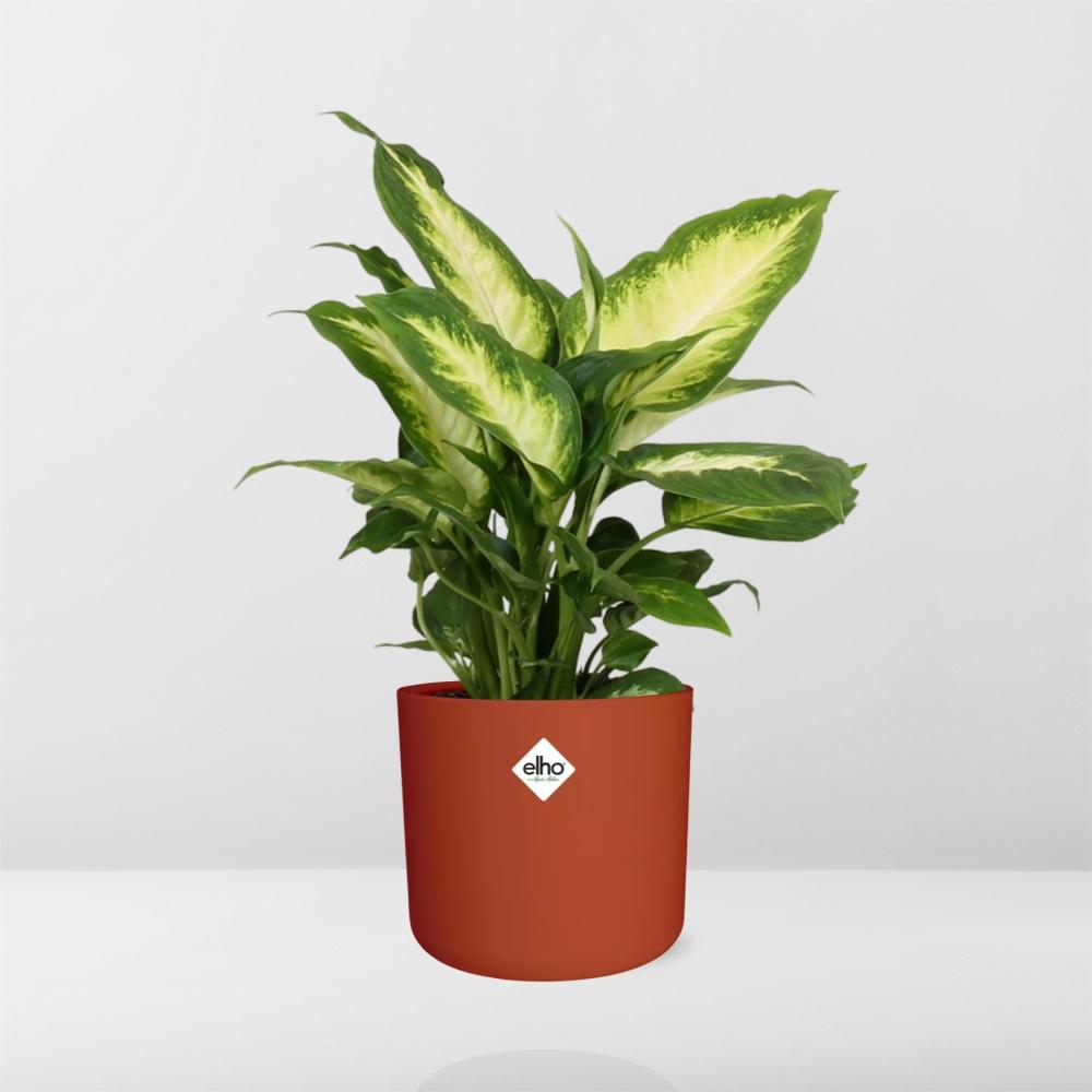 Dieffenbachia ‘Camilla’ – Pflegeleichte Zimmerpflanze im ELHO Topf
