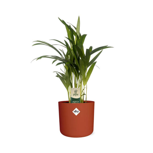 Dypsis Lutescens (Bambuspalme) in ELHO b.for soft 14cm brique