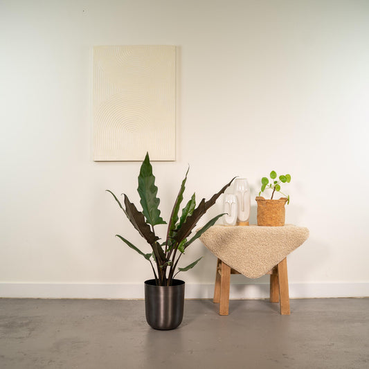 Alocasia Lauterbachiana – Elegantes Elefantenohr Ø19 cm