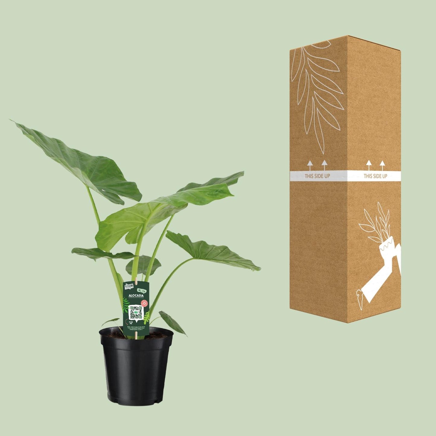 Alocasia Macrorrhiza – Elegante XXL Zimmerpflanze Ø19cm