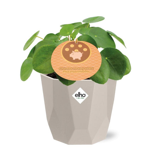 Pilea Peperomioides 12 cm in ELHO b.for rock Topf warm grey