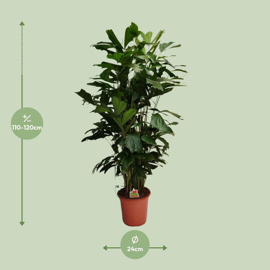 Caryota Mitis – elegante Fishtail-Palme Ø24cm, 120cm hoch