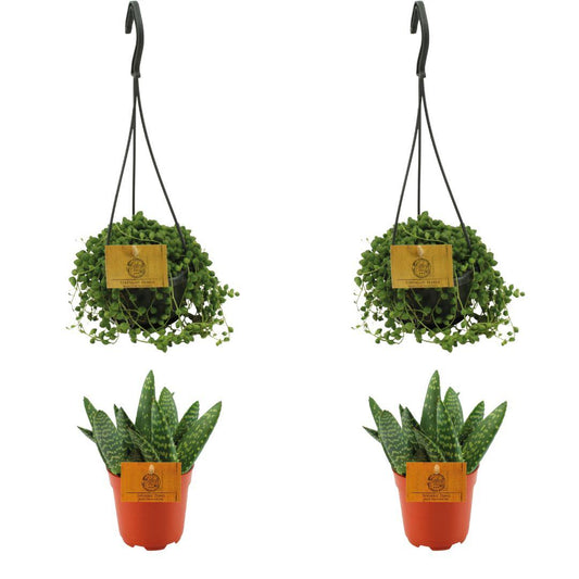 4er Set Aloe Paradisicum & Senecio Rowleyanus Ø10,5 cm