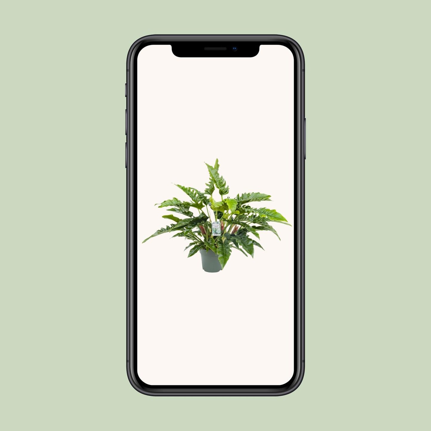 Philodendron Rambo – Ø27cm Topf, 65cm Höhe, pflegeleicht