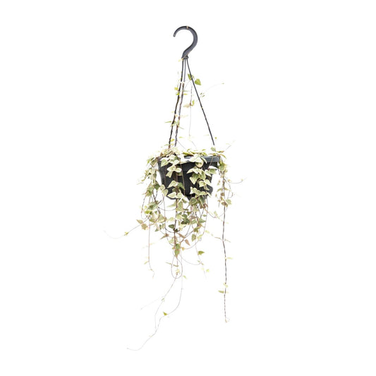 Ceropegia Woodii ssp. woodii – Herzchenpflanze Ø14cm, 50cm Höhe