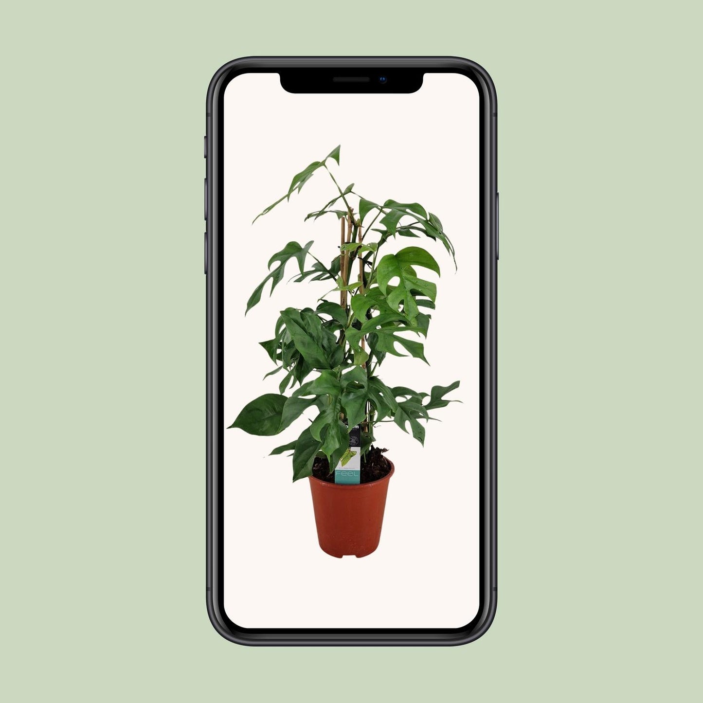 Philodendron Minima Pyramide – Pflegeleichte Zimmerpflanze Ø19cm