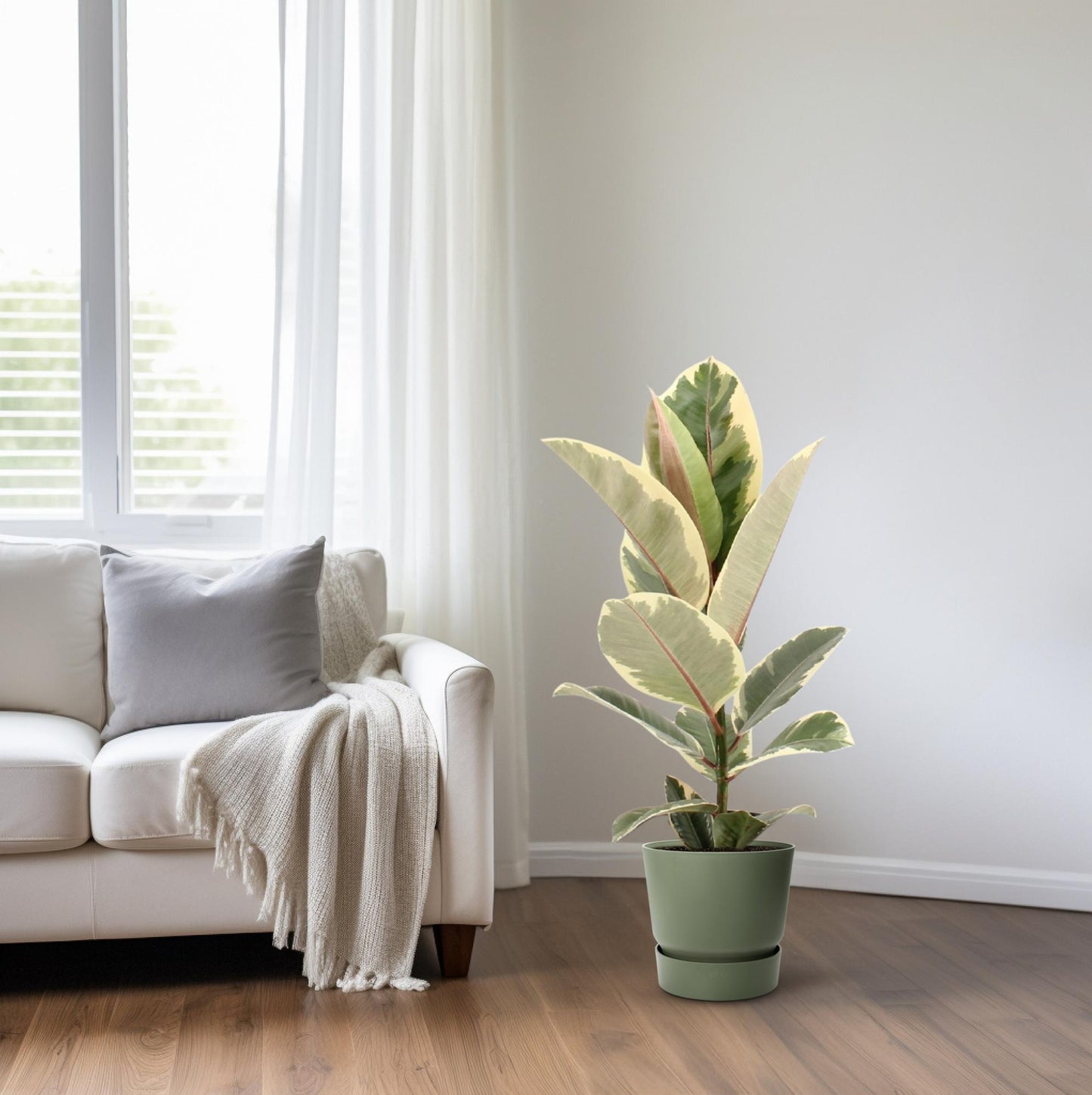 Ficus Elastica Tineke – Pflegeleichte Zimmerpflanze Ø17cm