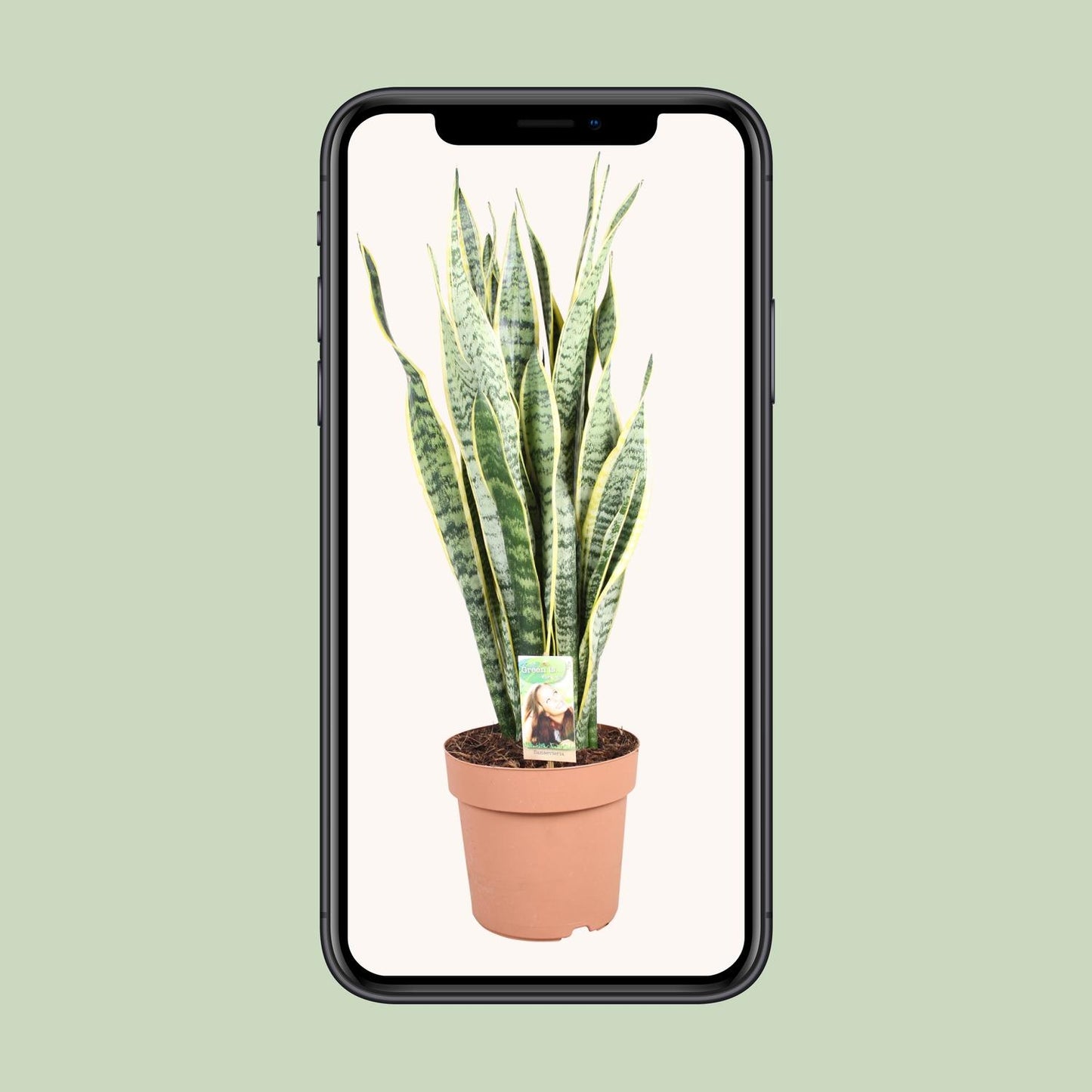 Sansevieria Trifasciata Laurentii – Pflegeleichter Bogenhanf Ø24cm, 90cm hoch