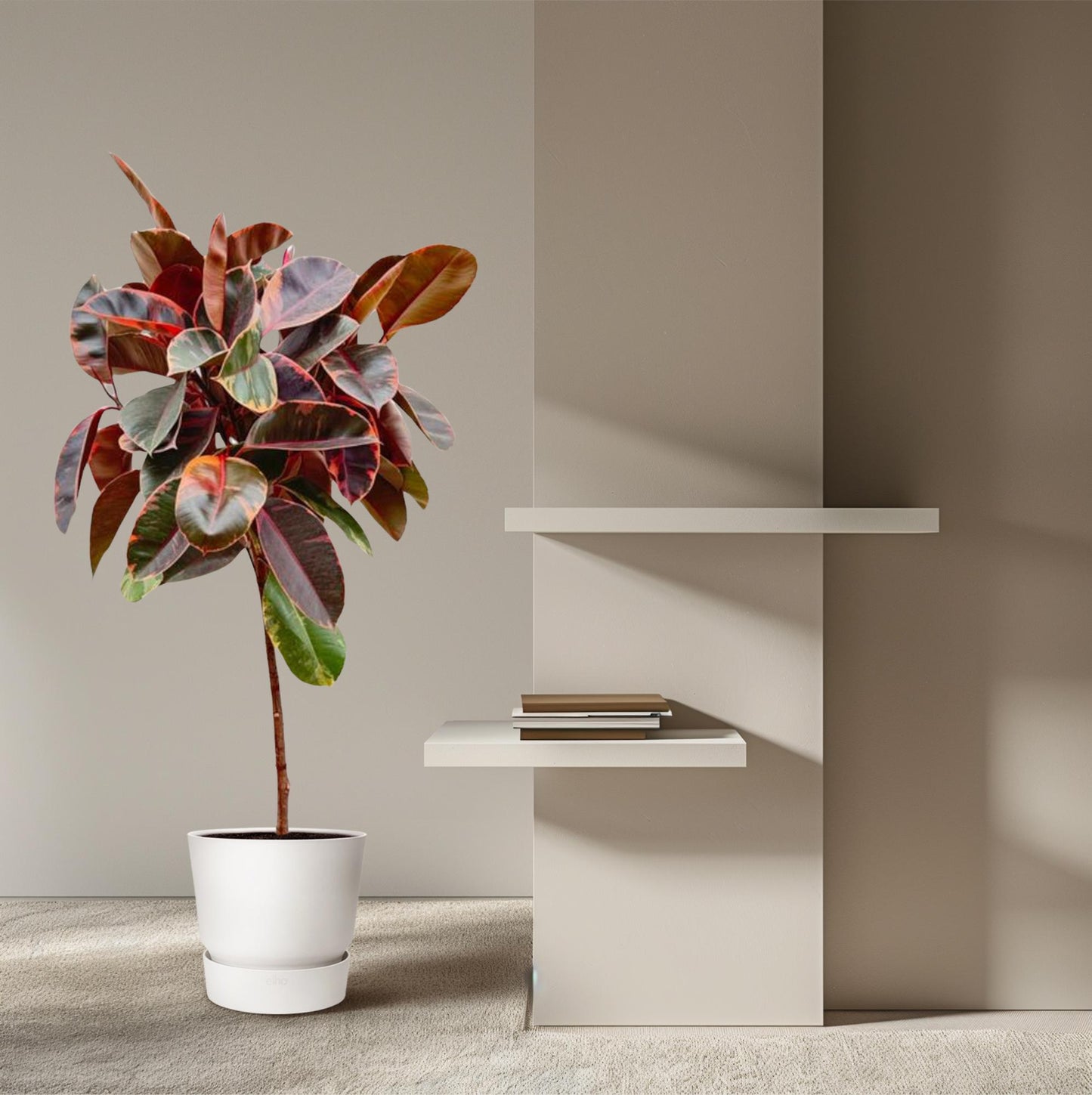 Ficus Elastica Belize op Stamm – 130 cm, Ø 24 cm