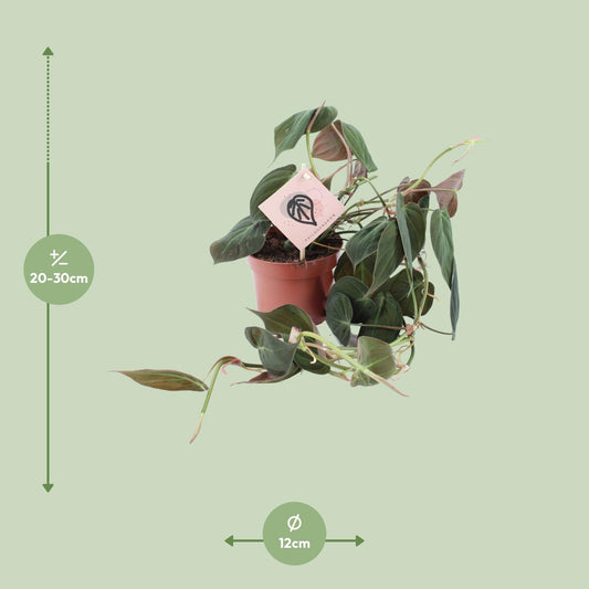 Philodendron Micans – Pflegeleichte Zimmerpflanze Ø12cm
