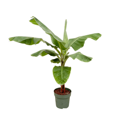 Bananenplant (Musa) – 170 cm, Ø 30 cm – Tropisch & Pflegeleicht
